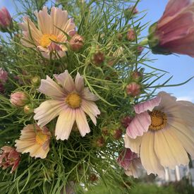 Apricot Lemonade, Cosmo Seeds